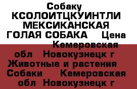 Собаку  КСОЛОИТЦКУИНТЛИ МЕКСИКАНСКАЯ ГОЛАЯ СОБАКА  › Цена ­ 15 000 - Кемеровская обл., Новокузнецк г. Животные и растения » Собаки   . Кемеровская обл.,Новокузнецк г.